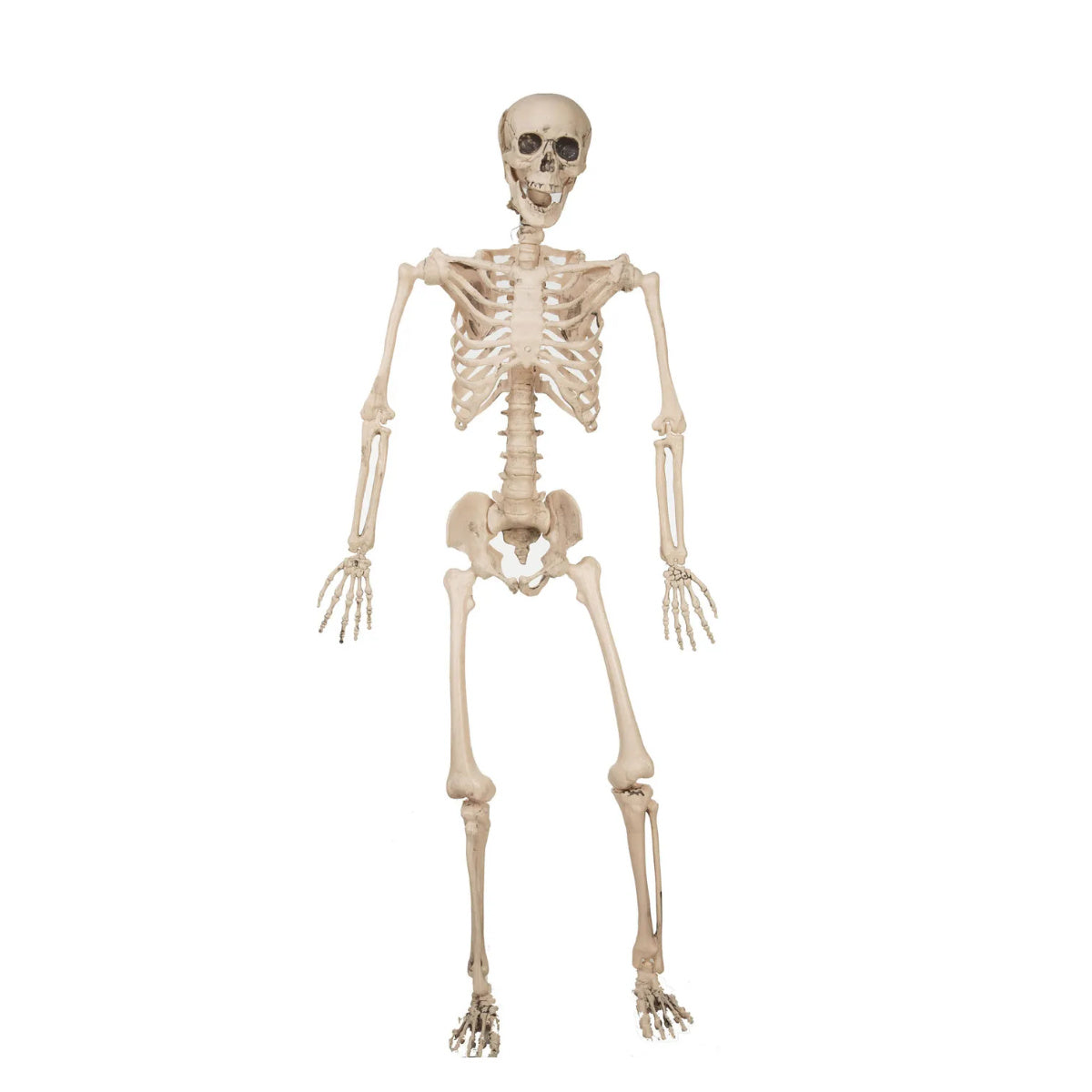 Ett stort, stående och realistiskt halloweenskelett i plast, 120 cm högt, med en lätt öppen mun och ledade armar och ben.